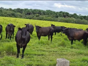 Fazenda Jardim Filadelfia, Araguaína - TO — foto 2