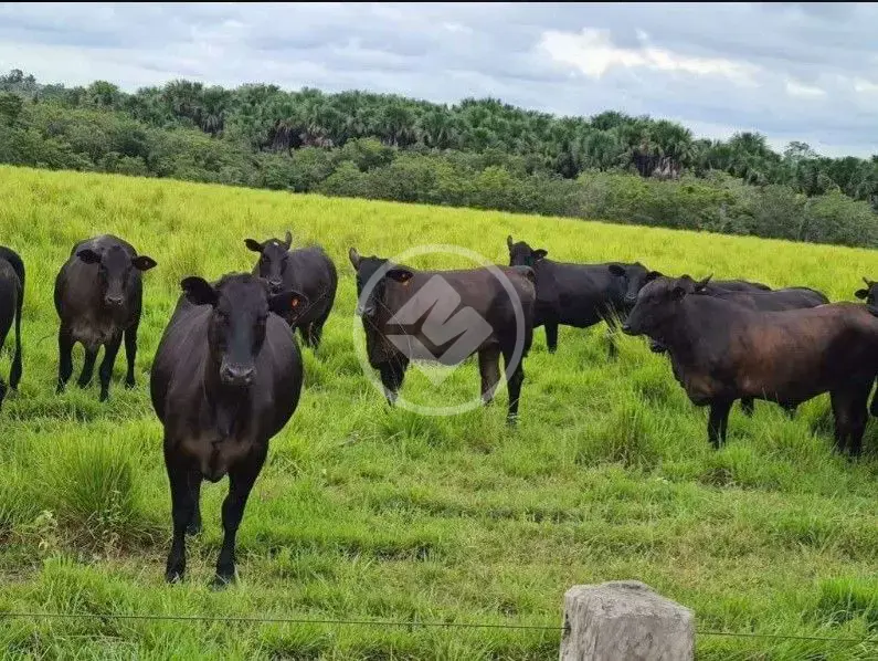 Image 2 - Fazenda em Jardim Filadelfia, Araguaína - TO