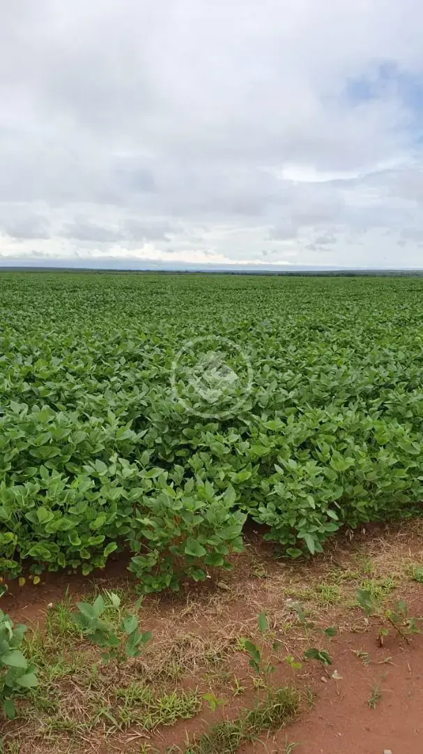 Imagem 1 - Fazenda em BAIRRO CONVERSAO, CIDADE CONVERSAO - MT