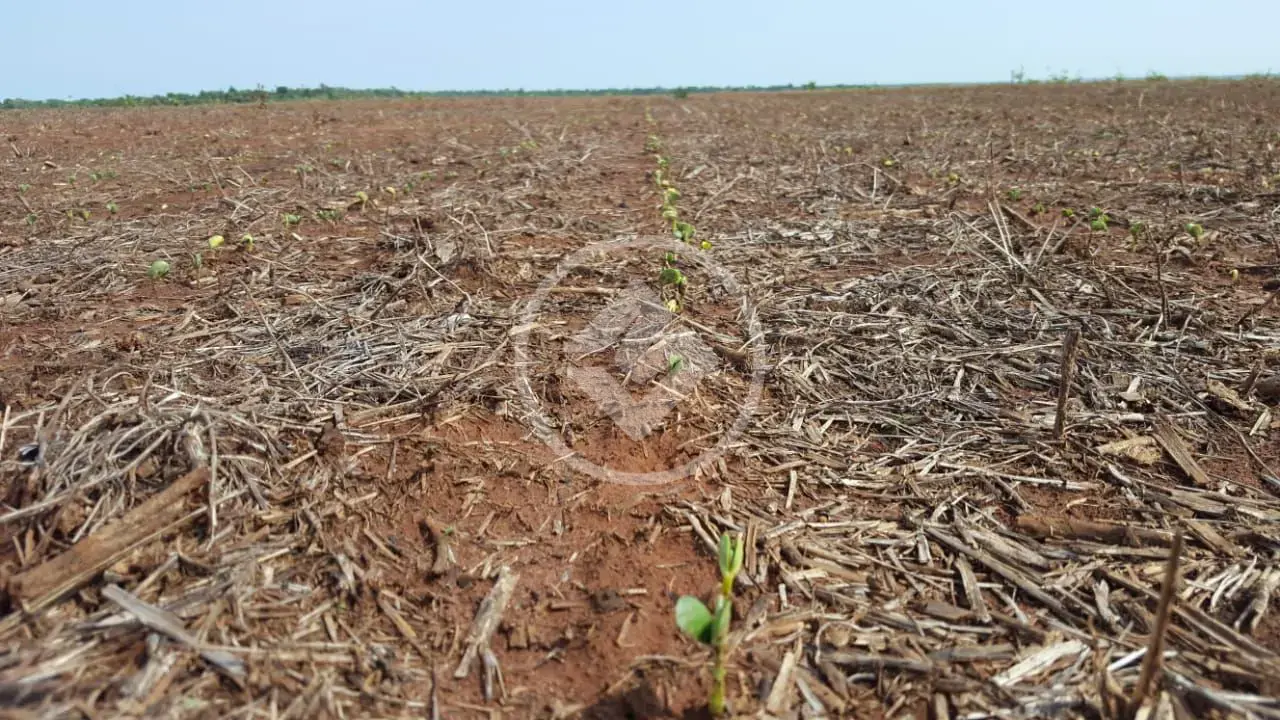 Imagem 5 - Fazenda em EXTENSAO URBANA, Gaúcha do Norte - MT