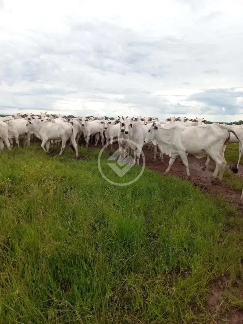 Imagem 1 - Fazenda em Maria Joaquina, Pontal do Araguaia - MT