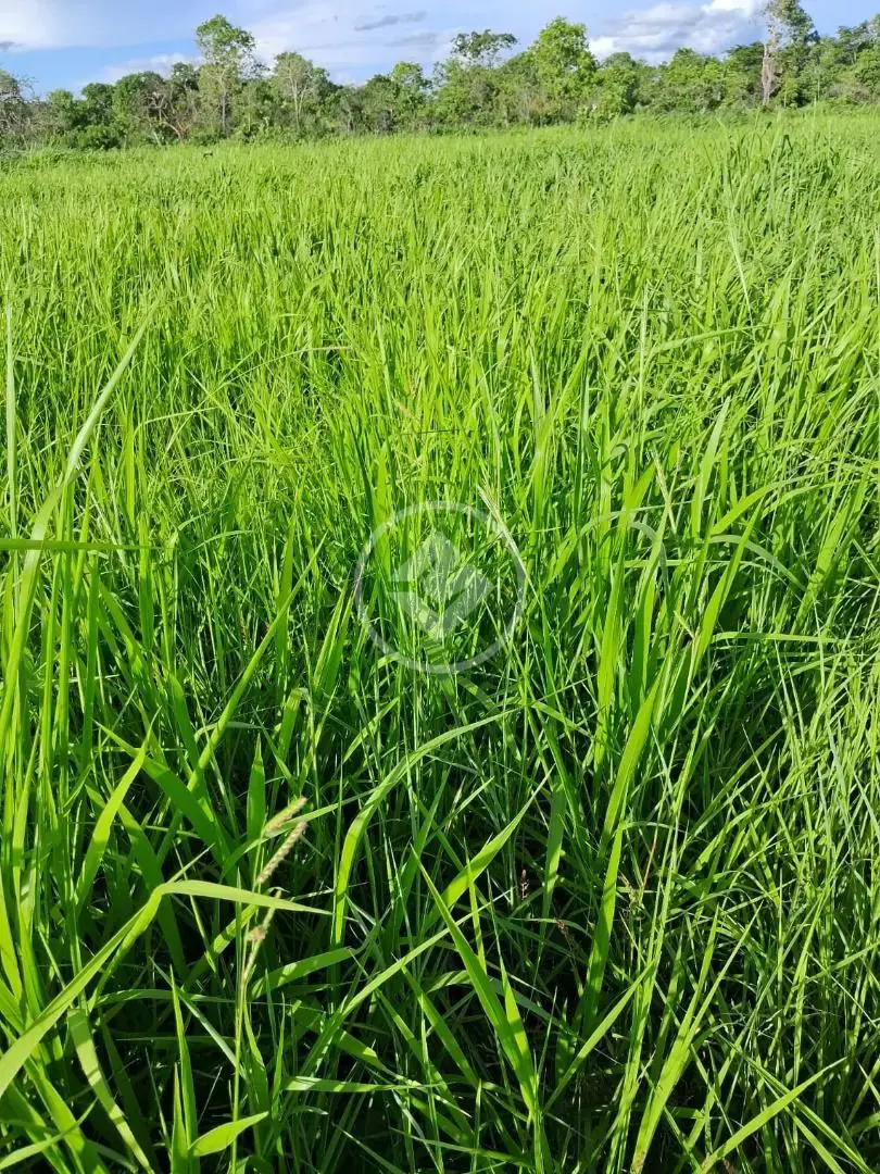 Imagem 2 - Fazenda em Maria Joaquina, Pontal do Araguaia - MT