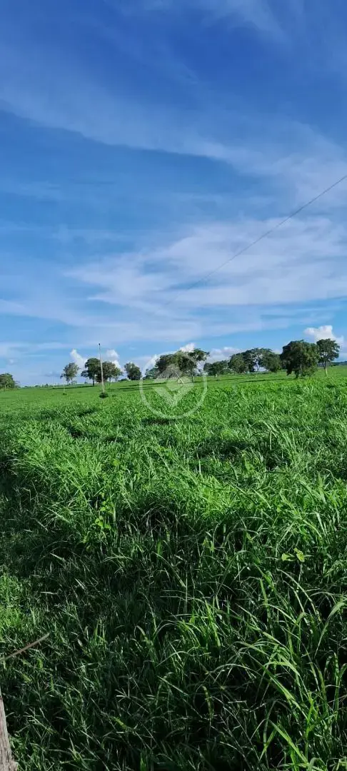Imagem 3 - Fazenda em Maria Joaquina, Pontal do Araguaia - MT