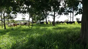 Imagem 5 - Fazenda em PARQUE INDUSTRIAL VETORASSO, Rondonópolis - MT