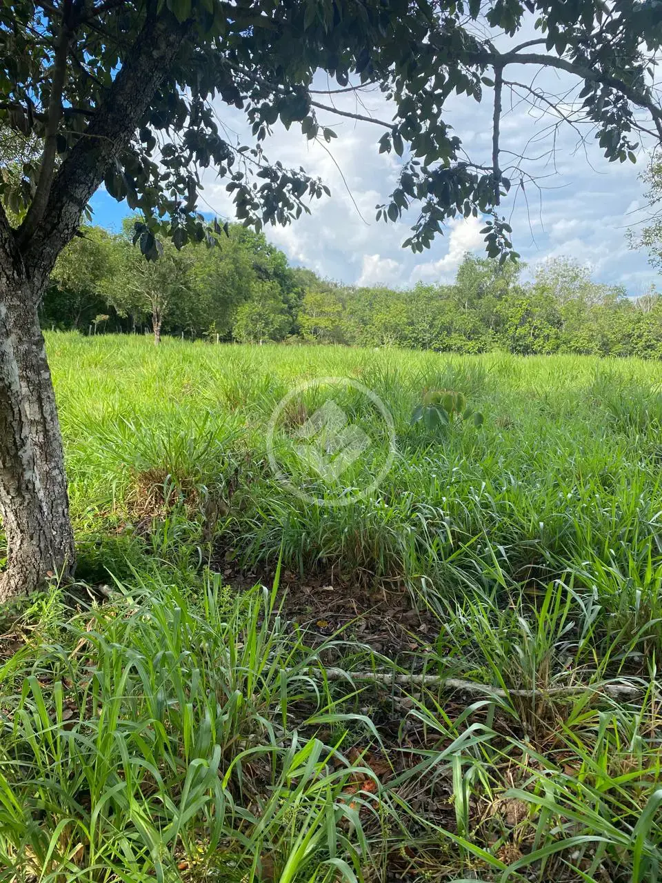 Imagem 2 - Fazenda em Maria Joaquina, Pontal do Araguaia - MT