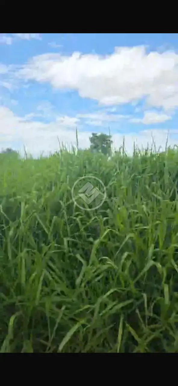 Imagem 1 - Fazenda em Sena Marques, Barra do Garças - MT
