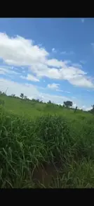Imagem 2 - Fazenda em Sena Marques, Barra do Garças - MT