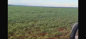 Imagem 5 - Fazenda em Sena Marques, Barra do Garças - MT