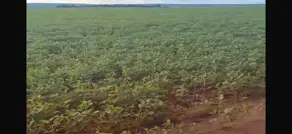 Imagem 3 - Fazenda em Sena Marques, Barra do Garças - MT