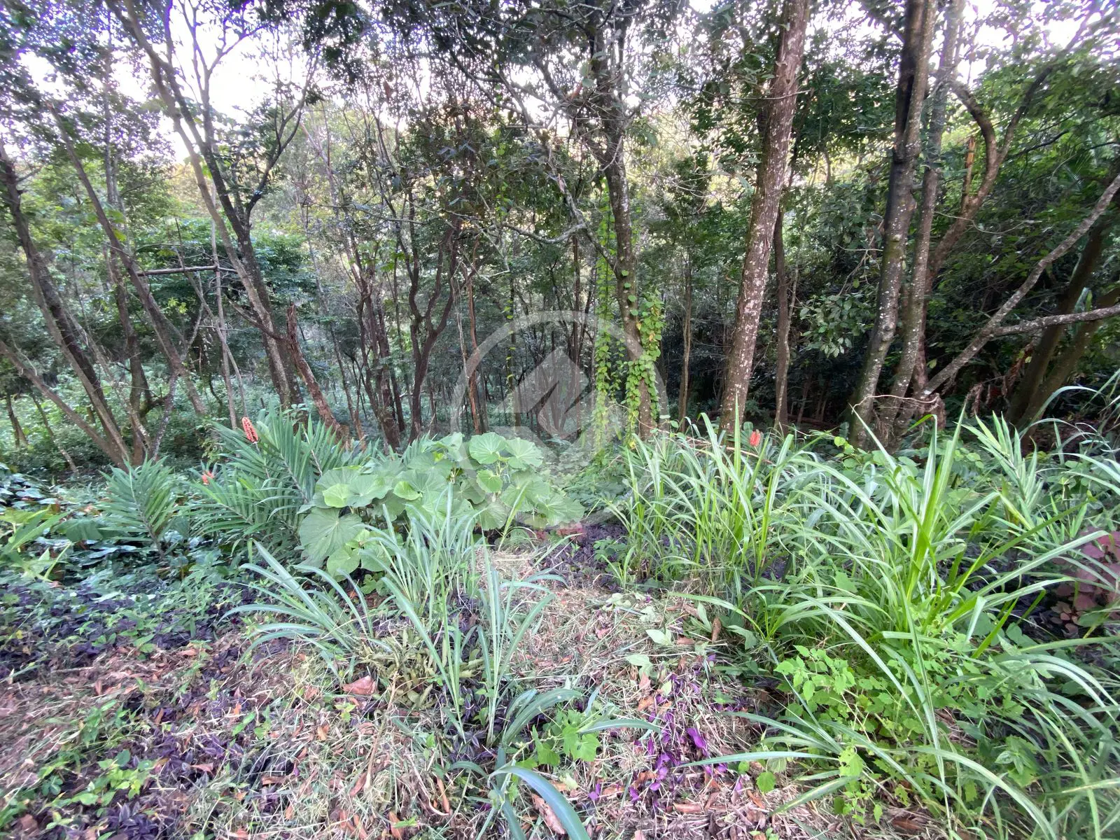 Imagem 3 - Terreno Condomínio em Estância Serrana, Nova Lima - MG