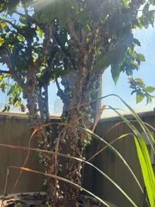 Imagem 3 - Cobertura em Grajaú, Belo Horizonte - MG