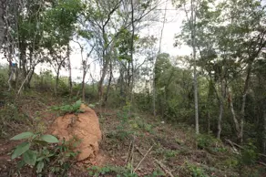 Terreno Condomínio Canto da Mata, Nova Lima - MG — foto 2