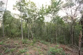 Imagem 3 - Terreno Condomínio em Canto da Mata, Nova Lima - MG