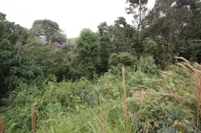 Terreno Condomínio Canto da Mata, Nova Lima - MG — foto 2