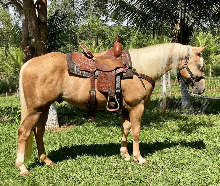 Imagem 5 - Chácara em Zona Rural, Inhumas - GO