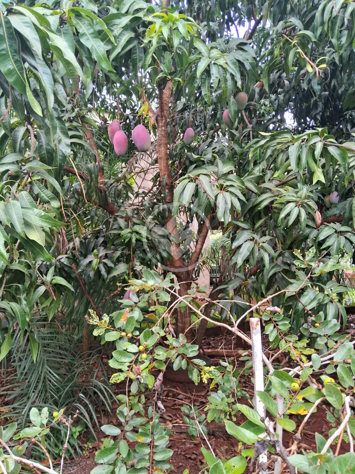Imagem 4 - Casa em Zona Rural, Santa Bárbara de Goiás - GO