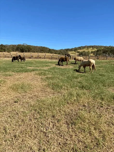 Imagem 2 - Chácara em Zona Rural, Inhumas - GO