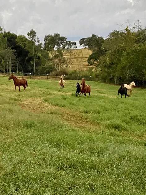 Imagem 4 - Chácara em Zona Rural, Inhumas - GO