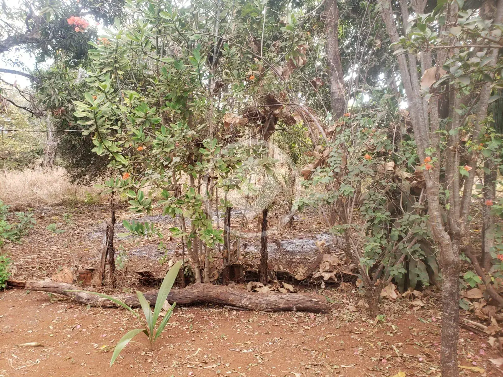Imagem 1 - Terreno em Sítios Recreio Bandeirantes, Goiânia - GO