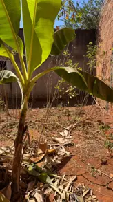 Imagem 2 - Terreno em Jardim Florença, Aparecida de Goiânia - GO