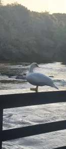 Imagem 4 - Sítio em Centro, Rio Quente - GO