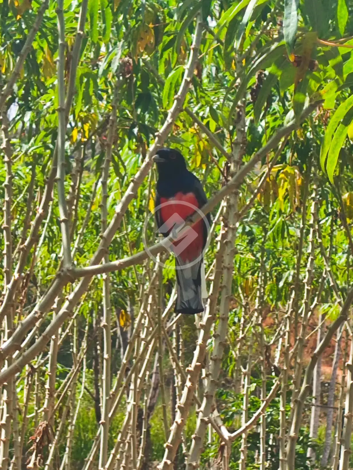 Image 15 - Chácara em Centro, Nerópolis - GO