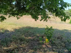 Imagem 3 - Chácara em São Francisco, São Francisco de Goiás - GO