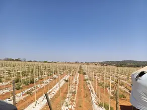 Imagem 6 - Chácara em São Francisco, São Francisco de Goiás - GO