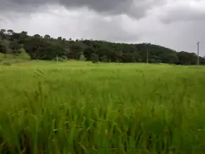 Imagem 4 - Fazenda em Zona Rural, Cezarina - GO