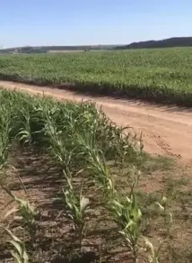 Fazenda Silvania-GO, Silvânia - GO — foto 1