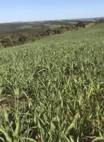 Fazenda Silvania-GO, Silvânia - GO — foto 2
