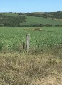Imagem 4 - Fazenda em Silvania-GO, Silvânia - GO