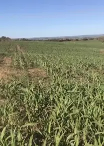 Imagem 5 - Fazenda em Silvania-GO, Silvânia - GO
