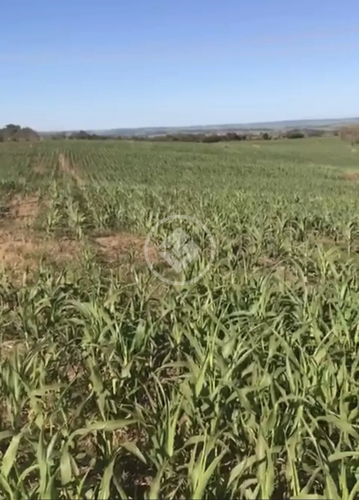 Image 6 - Fazenda em Silvania-GO, Silvânia - GO