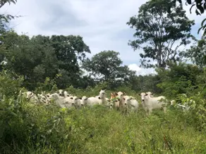 Fazenda Área Rural de Caldas Novas, Caldas Novas - GO — foto 1