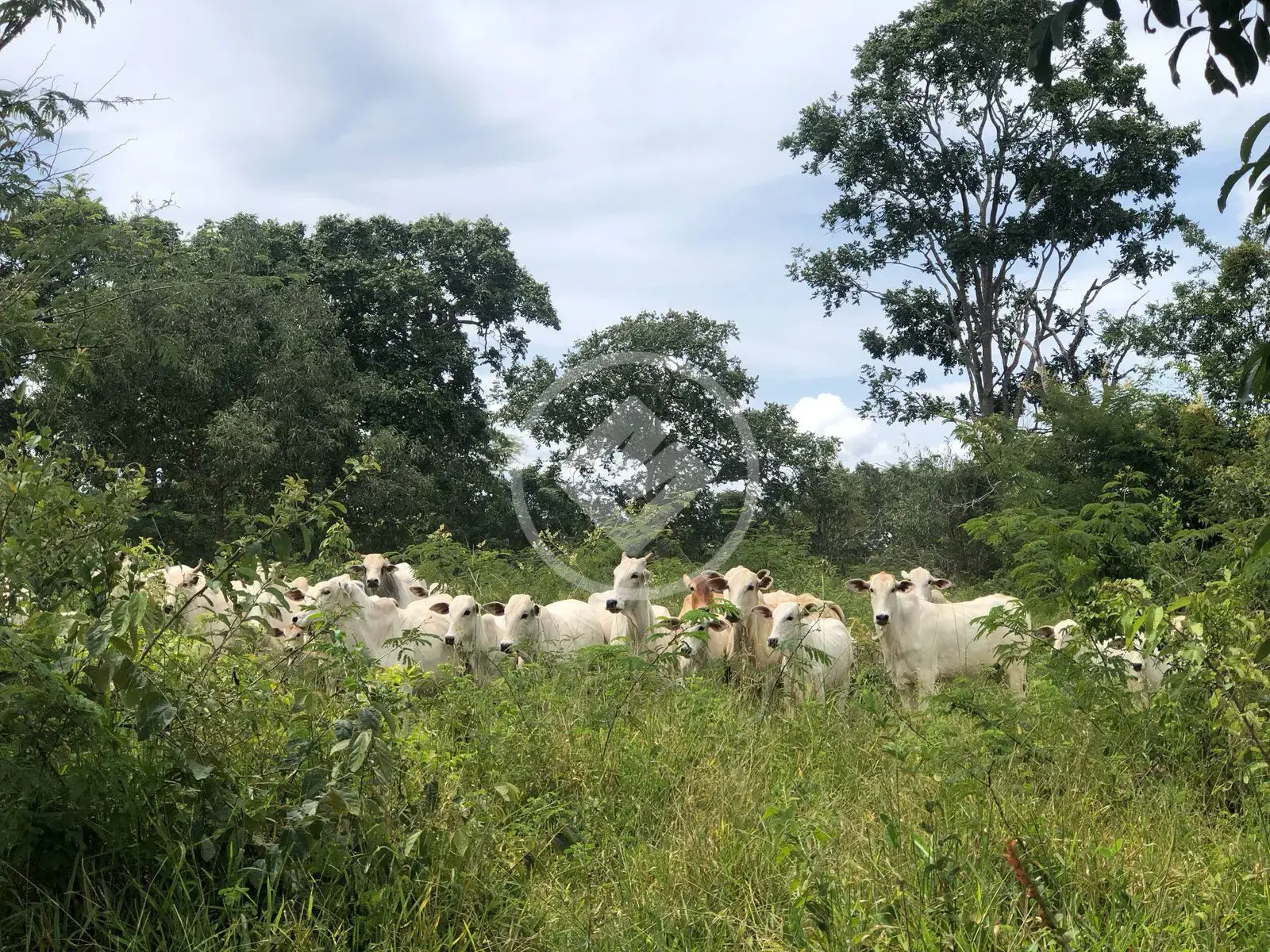 Imagem 1 - Fazenda em Área Rural de Caldas Novas, Caldas Novas - GO