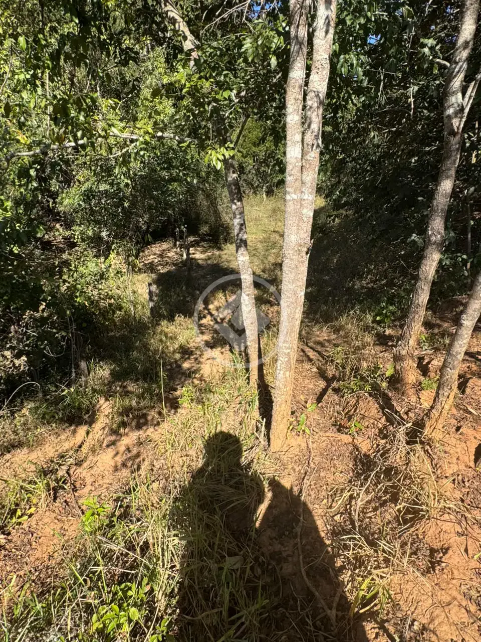 Imagem 4 - Terreno em Centro, Marcelândia - MT