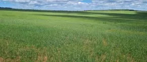 Imagem 2 - Fazenda em Centro, São João d'Aliança - GO