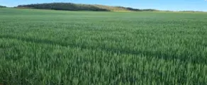 Imagem 3 - Fazenda em Centro, São João d'Aliança - GO