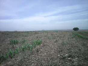 Imagem 4 - Terreno em Área Rural de Sumaré, Sumaré - SP