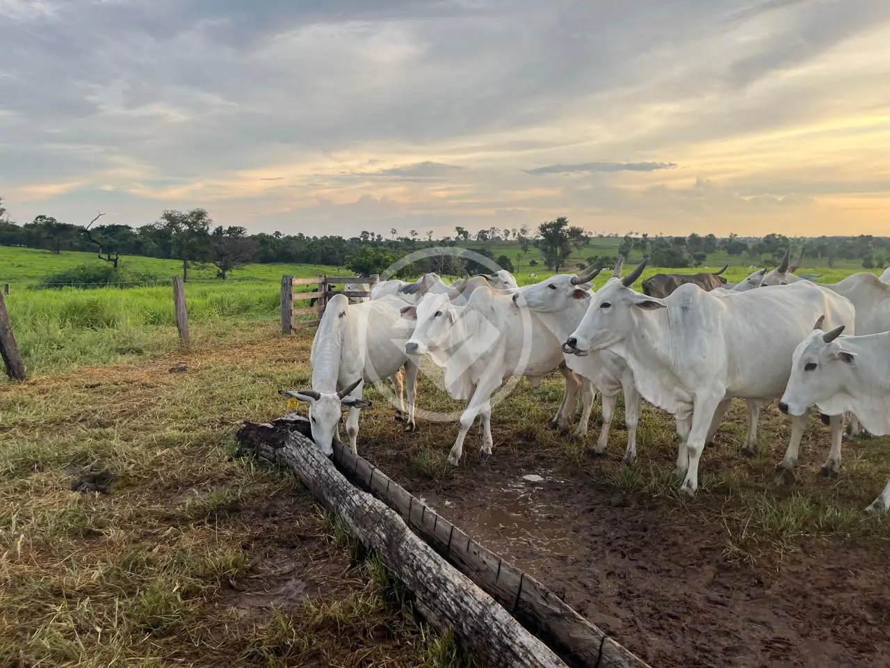 Imagem 4 - Fazenda em Centro, Alcinópolis - MS