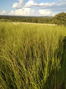 Fazenda , Figueirão - MS — foto 2