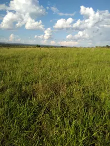 Fazenda , Figueirão - MS — foto 1