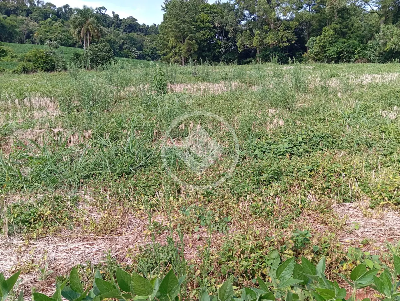 Imagem 2 - Chácara em São Salvador, Cascavel - PR
