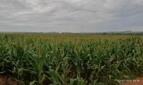 Sítio Centro, Francisco Alves - PR — foto 2