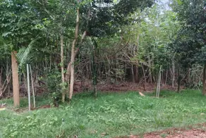 Imagem 4 - Chácara em São Salvador, Cascavel - PR