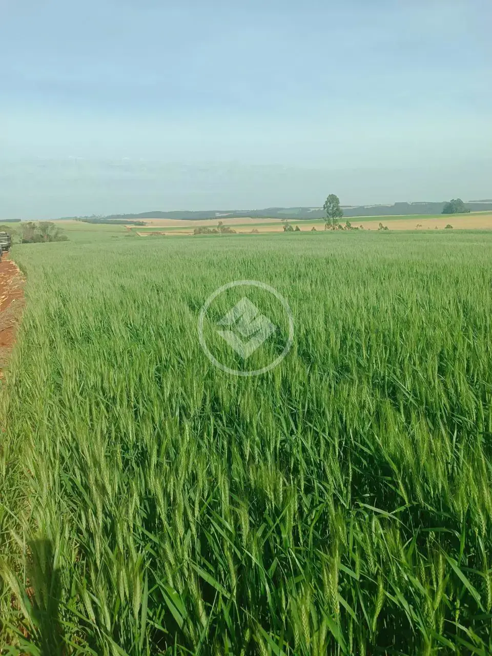 Imagem 1 - Chácara em São João d'Oeste, Cascavel - PR