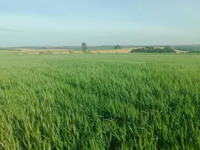 Imagem 6 - Chácara em São João d'Oeste, Cascavel - PR