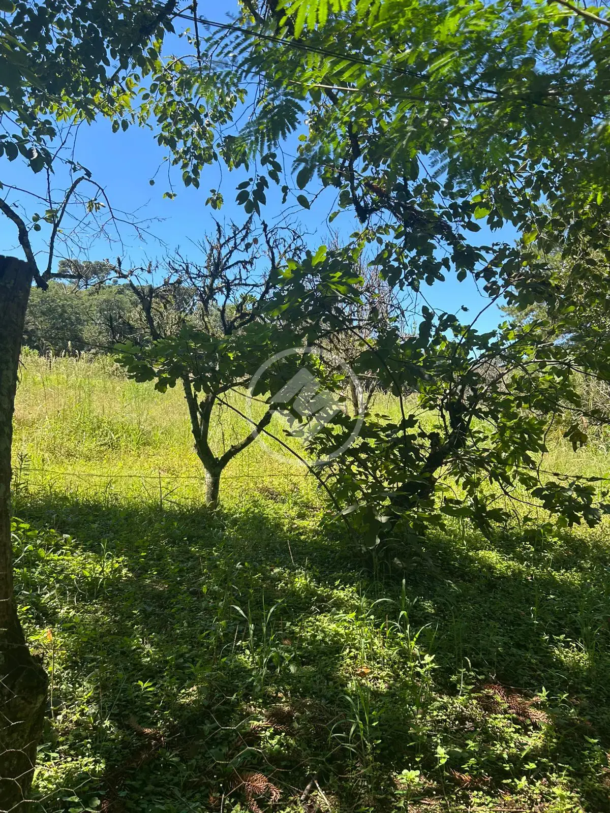 Image 11 - Chácara em Área Rural de Cascavel, Cascavel - PR