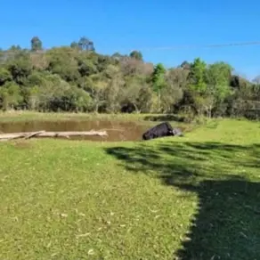 Imagem 3 - Chácara em Progresso, Chapecó - SC